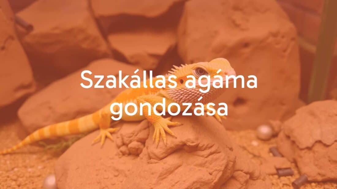 A bearded dragon (Pogona vitticeps) sitting on a rock in a desert-like terrarium, realistic, vibrant colors, friendly expression.