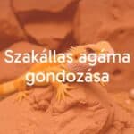 A bearded dragon (Pogona vitticeps) sitting on a rock in a desert-like terrarium, realistic, vibrant colors, friendly expression.