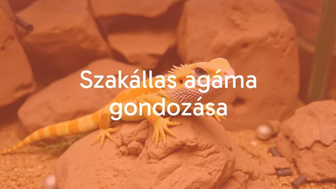 A bearded dragon (Pogona vitticeps) sitting on a rock in a desert-like terrarium, realistic, vibrant colors, friendly expression.