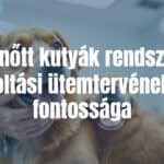 Adult dog receiving a vaccination at the vet, calm and professional setting, veterinarian in white coat, happy healthy dog, bright and clean clinic, realistic style.