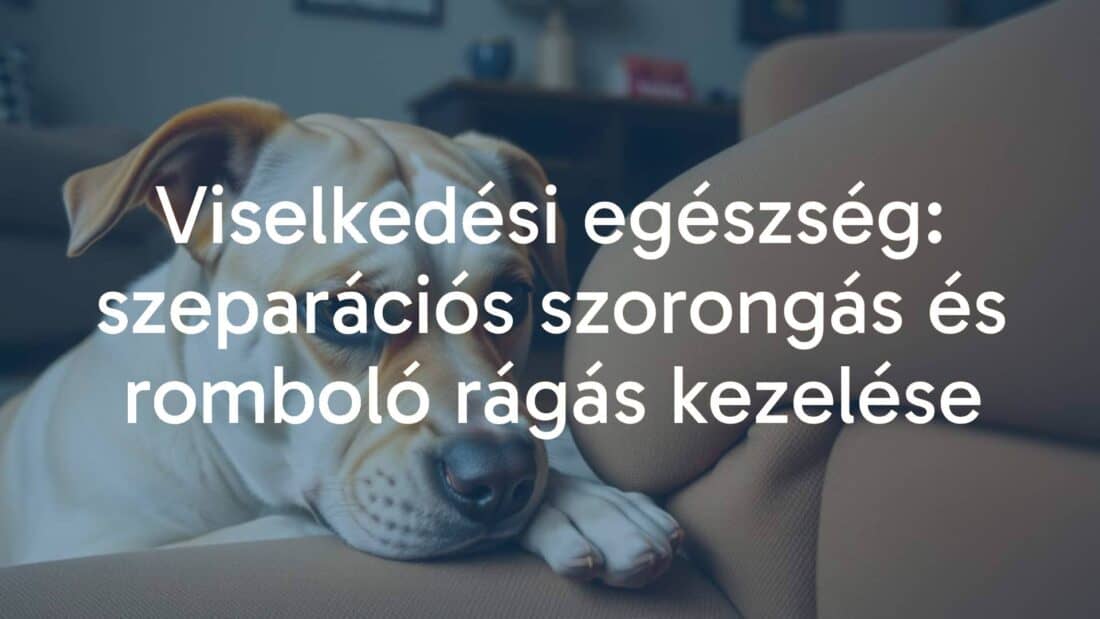 Anxious dog chewing furniture, separation anxiety, worried expression, cozy home setting, realistic.