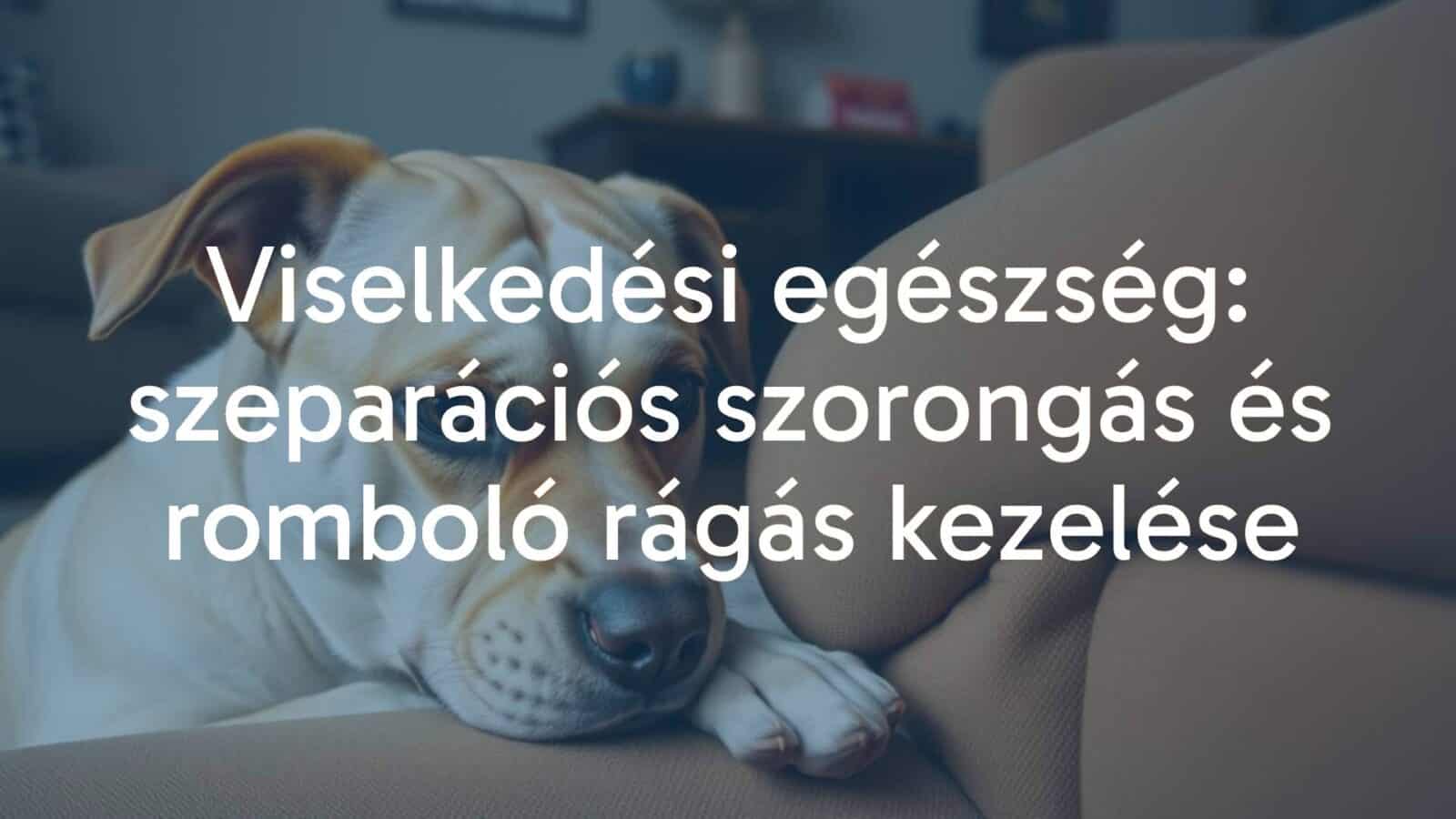 Anxious dog chewing furniture, separation anxiety, worried expression, cozy home setting, realistic.