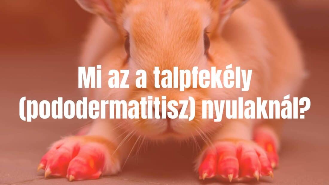 A rabbit with pododermatitis, showing inflamed foot pads, realistic.