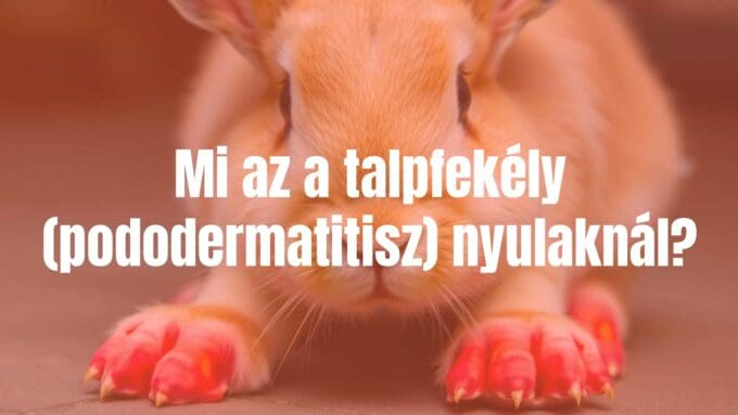 A rabbit with pododermatitis, showing inflamed foot pads, realistic.