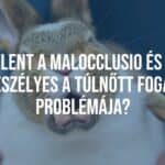 A close-up of a rabbit with overgrown teeth, showing discomfort, veterinary setting, realistic.