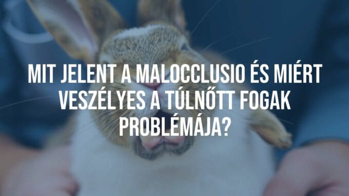 A close-up of a rabbit with overgrown teeth, showing discomfort, veterinary setting, realistic.