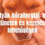 Golden retriever dog with irritated skin, scratching, allergy symptoms, realistic.