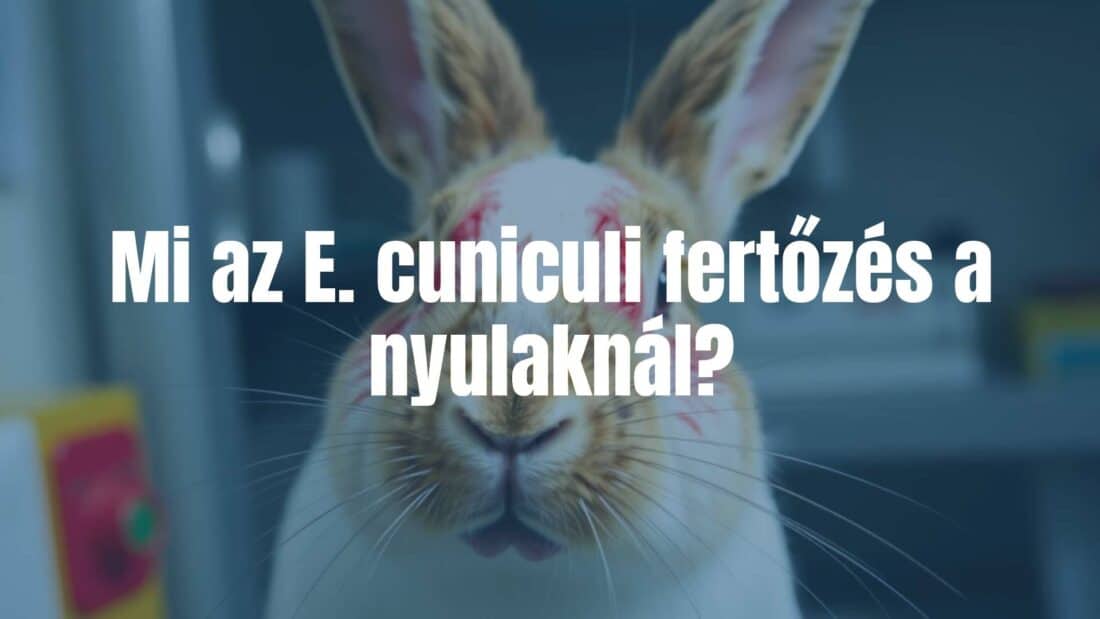 A close-up of a rabbit with visible signs of E. cuniculi infection, showing neurological symptoms, laboratory setting, realistic.