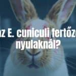 A close-up of a rabbit with visible signs of E. cuniculi infection, showing neurological symptoms, laboratory setting, realistic.