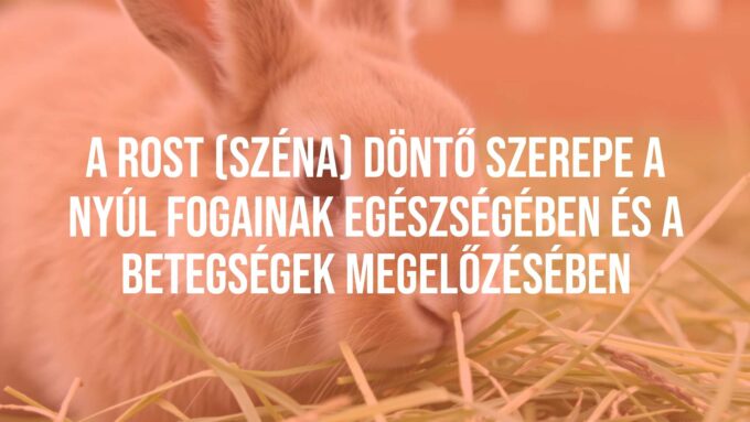 A healthy rabbit chewing on fresh hay, close-up, natural light, realistic.