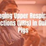 A concerned owner holding a sick guinea pig at the vet, professional medical setting, warm lighting, realistic.