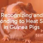A distressed guinea pig in a hot environment, panting heavily, with a thermometer showing high temperature, realistic style.