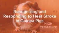 A distressed guinea pig in a hot environment, panting heavily, with a thermometer showing high temperature, realistic style.