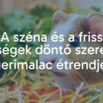 A guinea pig happily eating fresh hay and vegetables, vibrant colors, natural setting, cheerful atmosphere, realistic.