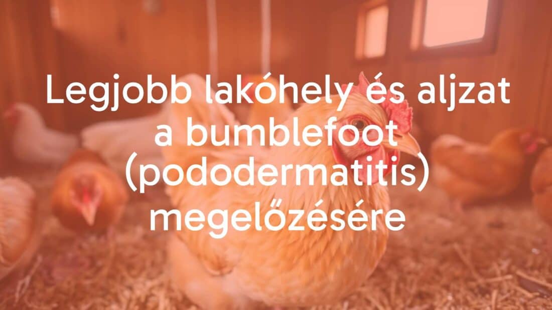 A healthy chicken standing on clean, soft bedding in a well-maintained coop, prevention of bumblefoot, bright lighting, realistic