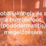 A healthy chicken standing on clean, soft bedding in a well-maintained coop, prevention of bumblefoot, bright lighting, realistic