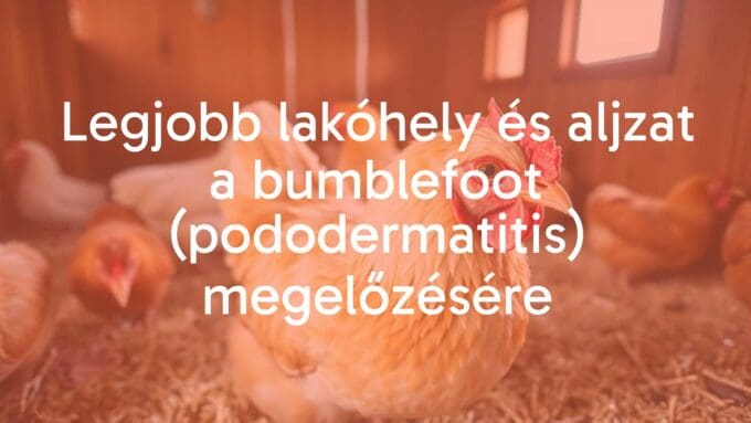 A healthy chicken standing on clean, soft bedding in a well-maintained coop, prevention of bumblefoot, bright lighting, realistic