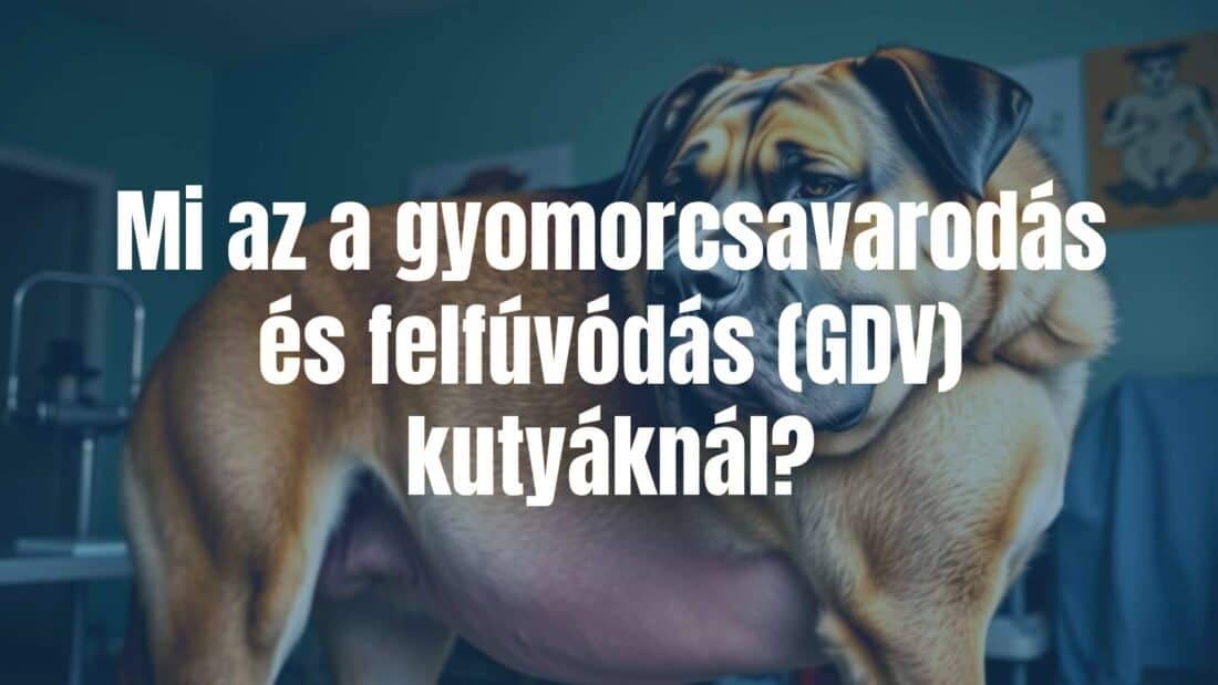 A large dog breed like a Great Dane or German Shepherd with a visibly bloated stomach, distressed expression, veterinary setting in the background, realistic.