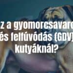 A large dog breed like a Great Dane or German Shepherd with a visibly bloated stomach, distressed expression, veterinary setting in the background, realistic.