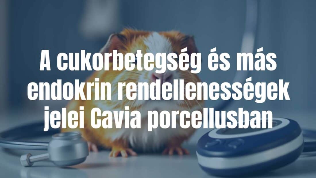 A guinea pig (Cavia porcellus) with a concerned expression, sitting near a stethoscope and blood glucose meter, clinical setting, soft lighting, realistic.