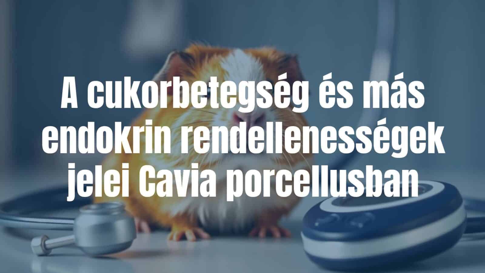 A guinea pig (Cavia porcellus) with a concerned expression, sitting near a stethoscope and blood glucose meter, clinical setting, soft lighting, realistic.