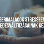 A cute guinea pig sitting in a cozy setting, looking relaxed and happy, soft lighting, natural colors, realistic.