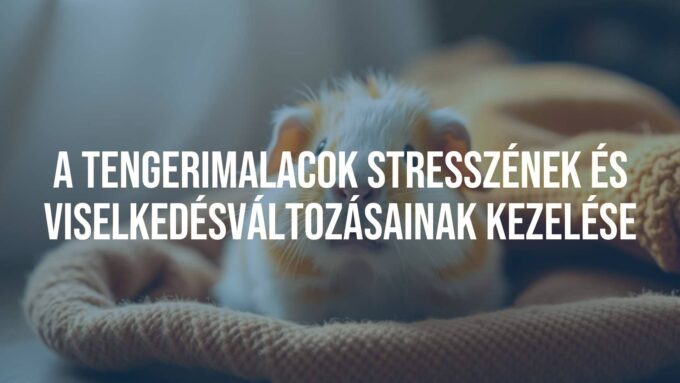 A cute guinea pig sitting in a cozy setting, looking relaxed and happy, soft lighting, natural colors, realistic.