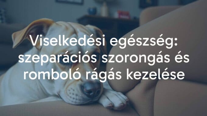 Anxious dog chewing furniture, separation anxiety, worried expression, cozy home setting, realistic.