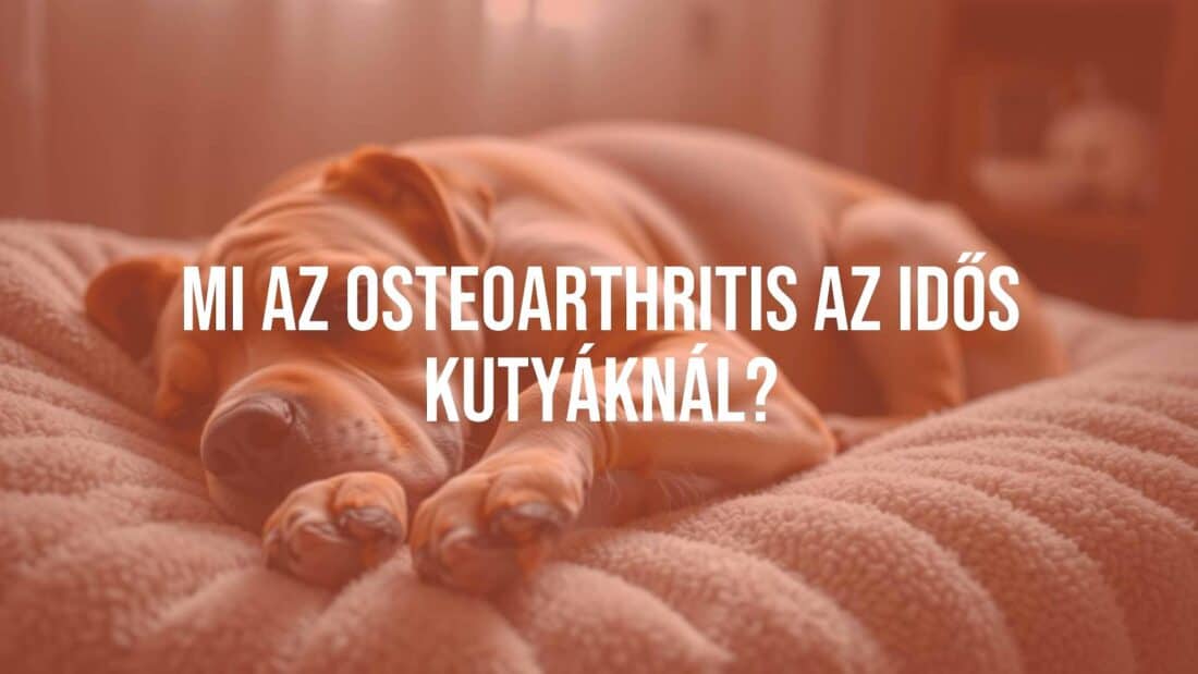 An elderly dog with osteoarthritis, showing joint stiffness, lying on a soft bed, warm lighting, realistic.