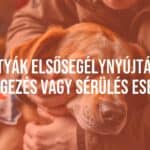 A distressed dog being comforted by a caring owner, first aid kit nearby, warm and urgent atmosphere, realistic.