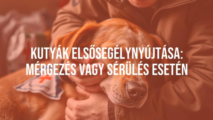 A distressed dog being comforted by a caring owner, first aid kit nearby, warm and urgent atmosphere, realistic.